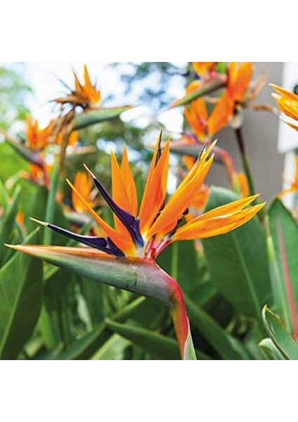25 Adet Karışık Renk Strelitzia Reginae Çiçeği Tohumu + 10 Adet K.renk H.gül Çiçek Tohumu
