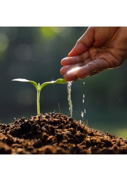 25 Adet Karışık Renk Strelitzia Reginae Çiçeği Tohumu + 10 Adet K.renk H.gül Çiçek Tohumu