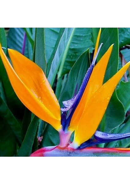 50 Adet Karışık Renk Strelitzia Reginae Çiçeği Tohumu + 10 Adet K.renk H.gül Çiçek Tohumu