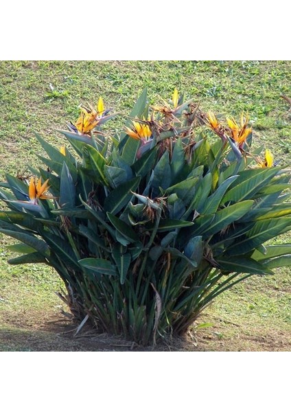 50 Adet Karışık Renk Strelitzia Reginae Çiçeği Tohumu + 10 Adet K.renk H.gül Çiçek Tohumu