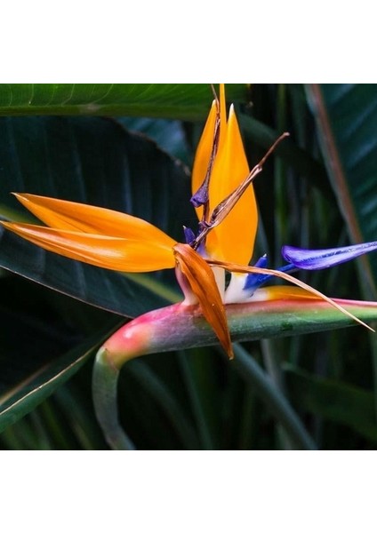 10 Adet Karışık Renk Strelitzia Reginae Çiçeği Tohumu + 10 Adet K.renk H.gül Çiçek Tohumu
