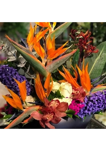 50 Adet Karışık Renk Strelitzia Reginae Çiçeği Tohumu + 10 Adet K.renk H.gül Çiçek Tohumu