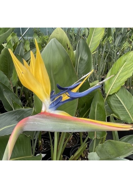 50'li Karışık Renk Strelitzia Reginae Çiçeği Tohumu + 10'lu Kırmızı Lale Çiçek Tohumu