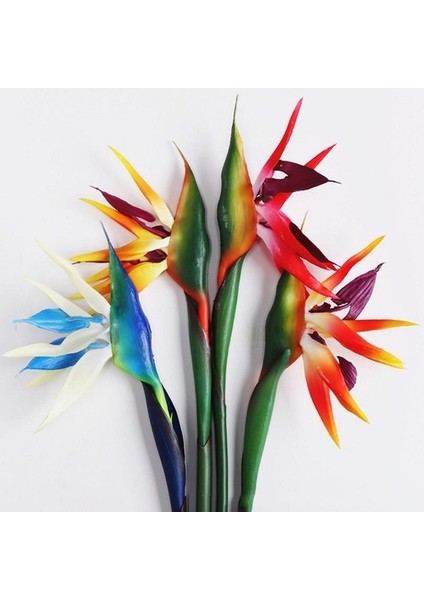 10'lu Karışık Renk Starliçe Çiçeği Tohumu + 10'lu Kırmızı Lale Çiçek Tohumu