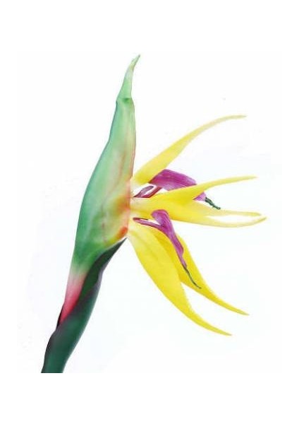 100'lü Karışık Renk Strelitzia Reginae Çiçeği Tohumu + 10'lu Kırmızı Lale Çiçek Tohumu