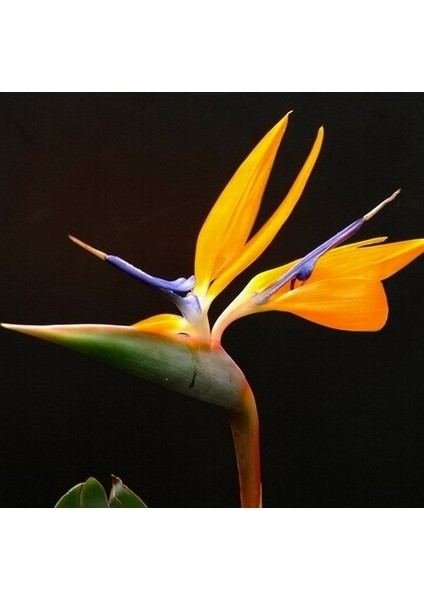 100'lü Karışık Renk Strelitzia Reginae Çiçeği Tohumu + 10'lu Kırmızı Lale Çiçek Tohumu