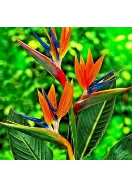 10'lu Karışık Renk Cennet Kuşu Çiçeği Tohumu + 10'lu Kırmızı Orkide Çiçek Tohumu