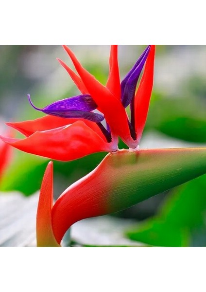 25'li Karışık Renk Strelitzia Reginae Çiçeği Tohumu + 10'lu Kırmızı Orkide Çiçek Tohumu