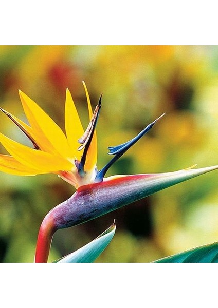 25'li Karışık Renk Strelitzia Reginae Çiçeği Tohumu + 10'lu Kırmızı Papatya Çiçek Tohumu
