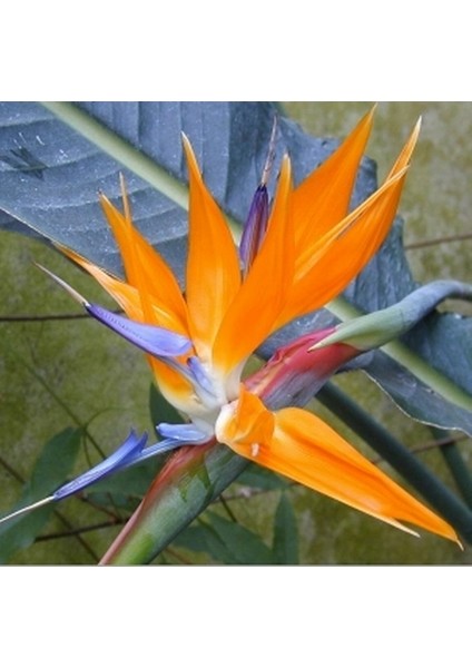 100'lü Karışık Renk Strelitzia Reginae Çiçeği Tohumu + 10'lu Kırmızı Papatya Çiçek Tohumu