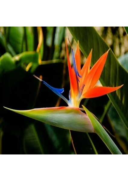 50'li Karışık Renk Cennet Kuşu Çiçeği Tohumu + 10'lu Kırmızı Lale Çiçek Tohumu