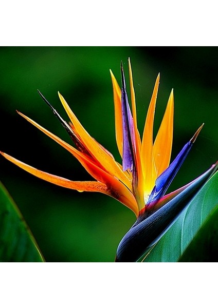 100'lü Karışık Renk Strelitzia Reginae Çiçeği Tohumu + 10'lu Kırmızı Papatya Çiçek Tohumu