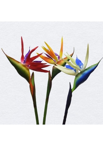 100'lü Karışık Renk Strelitzia Reginae Çiçeği Tohumu + 10'lu Kırmızı Papatya Çiçek Tohumu