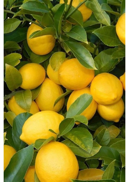 Narenciye Fidan Seti Kumkuat Limon Portakal fiyatları