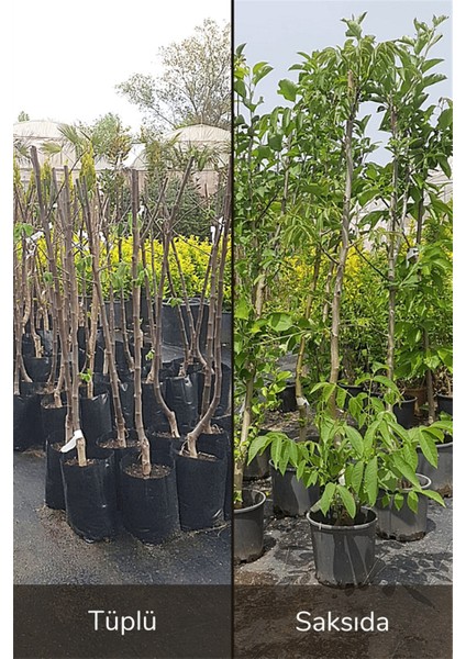 Golden Elma Fidanı fiyatları