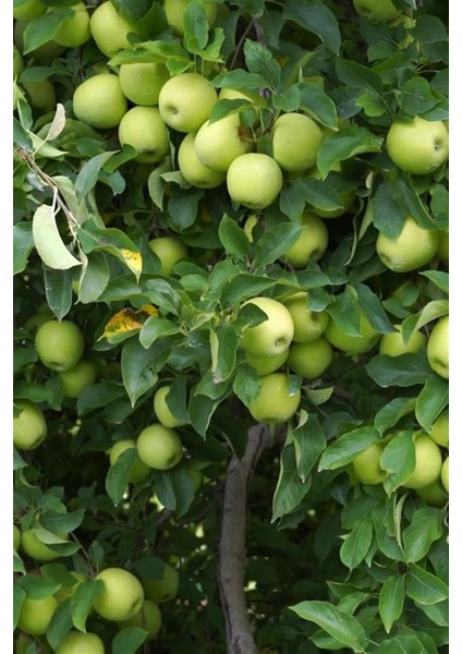 Golden Elma Fidanı fırsatları