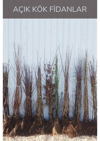 Golden Elma Fidanı indirimleri