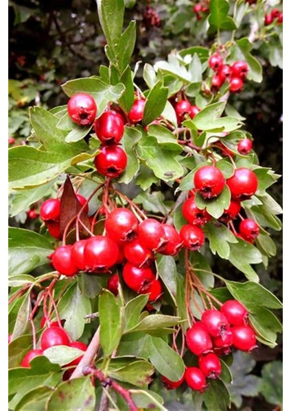 Kırmızı Alıç (Yemişen) Fidanı