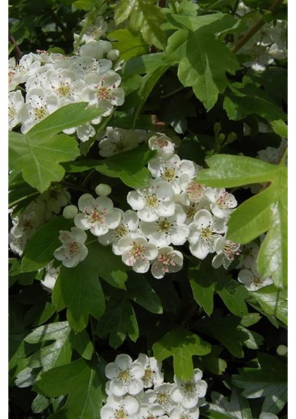 Kırmızı Alıç (Yemişen) Fidanı fiyatları