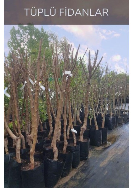 Kırmızı Alıç (Yemişen) Fidanı modelleri