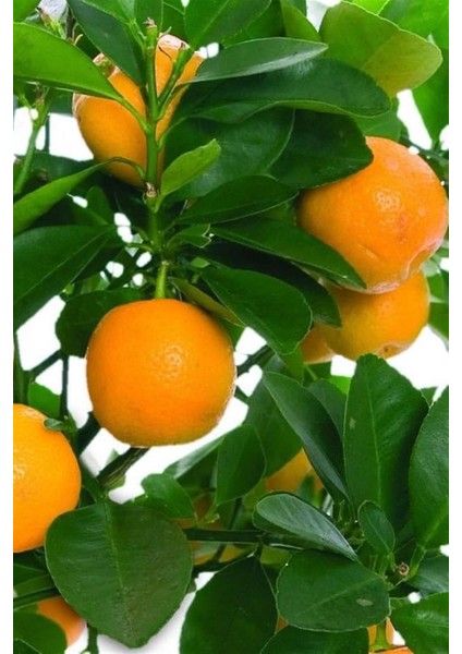 Narenciye Fidan Seti Limon Portakal Mandalina