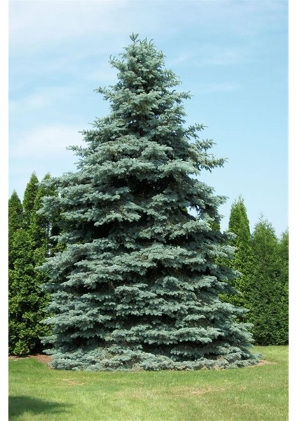 Mavi Ladin FIDANI125 cm