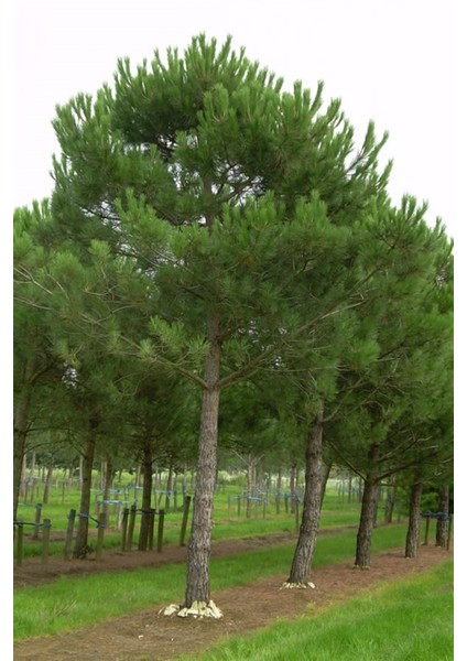 Fıstık Çamı 100 cm