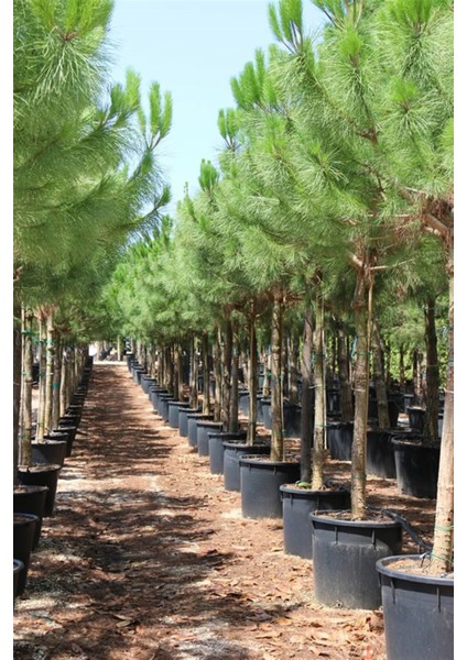 Fıstık Çamı 100 cm fiyatları