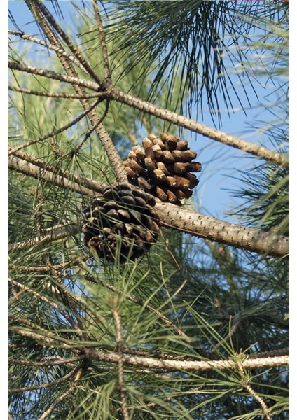 Fıstık Çamı 100 cm modelleri