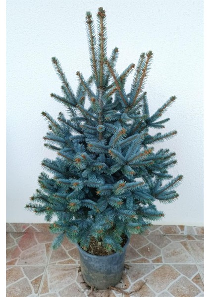 Aşılı Mavi Ladin Fidanı 125 cm