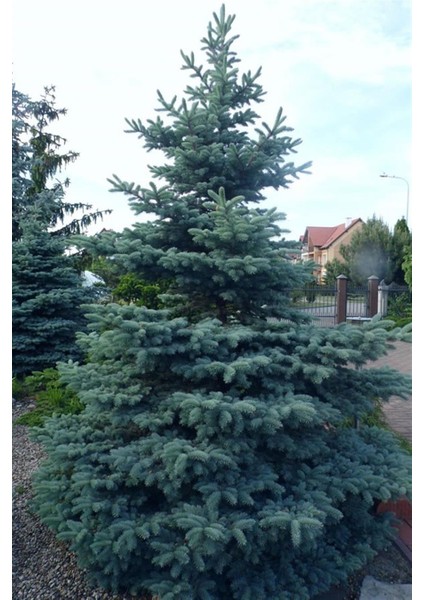 Aşılı Mavi Ladin Fidanı 125 cm
