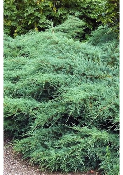 Ardıç Virginiana ‘silver Spreader' Fidanı