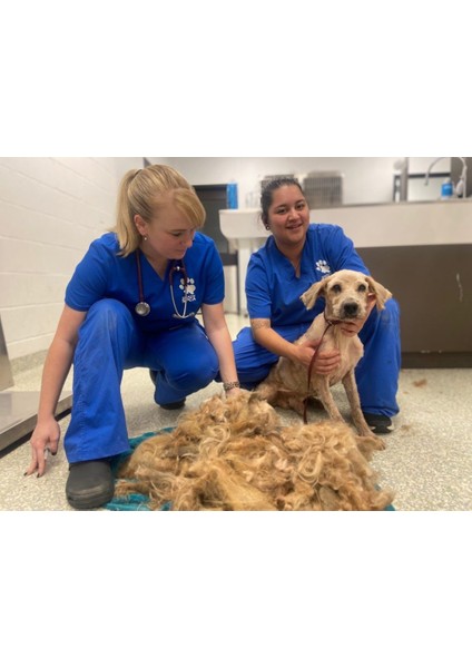 Kedi Köpek Şarjlı Tıraş Makinesi Tüy Bakım Seti Profesyonel Pet Tıraş Makinesi modelleri