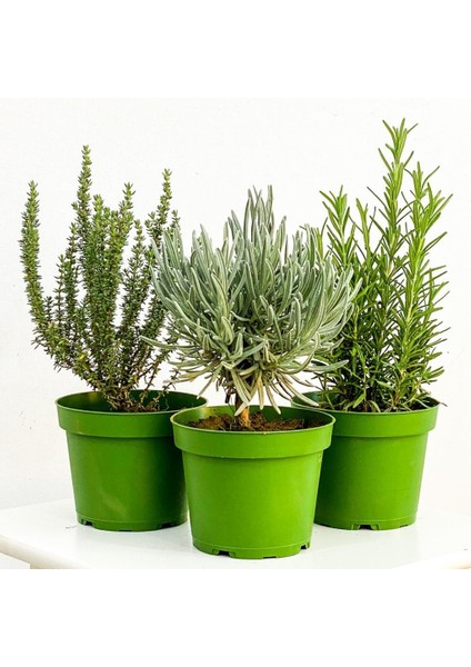 Kekik Nane Itır 3 Lü Set 10-20 cm Aromatik Bitki Seti