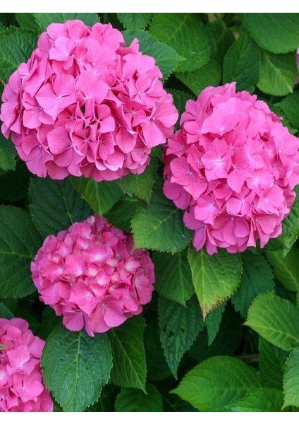 Pembe Ortanca Fidanı Fidesi 10-30 cm Hydrangea Macrophylla fiyatları