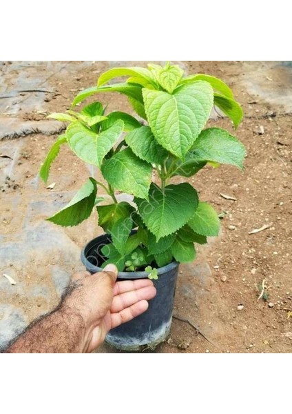 Pembe Ortanca Fidanı Fidesi 10-30 cm Hydrangea Macrophylla modelleri