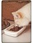 Beton Kedi Maması Kabı Beton Mama Tabağı 1