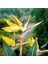 10 Adet Karışık Renk Strelitzia Reginae Çiçeği Tohumu + 10 Adet K.renk H.gül Çiçek Tohumu 1