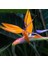 10 Adet Karışık Renk Strelitzia Reginae Çiçeği Tohumu + 10 Adet K.renk H.gül Çiçek Tohumu 1