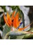 25 Adet Karışık Renk Strelitzia Reginae Çiçeği Tohumu + 10 Adet K.renk H.gül Çiçek Tohumu 1