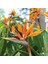 25 Adet Karışık Renk Strelitzia Reginae Çiçeği Tohumu + 10 Adet K.renk H.gül Çiçek Tohumu 1