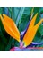 50 Adet Karışık Renk Strelitzia Reginae Çiçeği Tohumu + 10 Adet K.renk H.gül Çiçek Tohumu 1