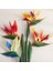 10 Adet Karışık Renk Strelitzia Reginae Çiçeği Tohumu + 10 Adet K.renk H.gül Çiçek Tohumu 1