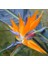 100 Adet Karışık Renk Strelitzia Reginae Çiçeği Tohumu + 10 Adet K.renk H.gül Çiçek Tohumu 1
