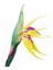 100'lü Karışık Renk Strelitzia Reginae Çiçeği Tohumu + 10'lu Kırmızı Orkide Çiçek Tohumu 1