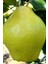 Limon Ayvası Fidanı 1