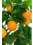 Narenciye Fidan Seti Limon Portakal Mandalina 4