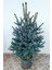 Aşılı Mavi Ladin Fidanı 125 cm 1