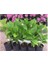 Beyaz Ortanca Fidanı Fidesi 10-30 cm Hydrangea Macrophylla White 1