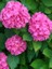 Pembe Ortanca Fidanı Fidesi 10-30 cm Hydrangea Macrophylla 2